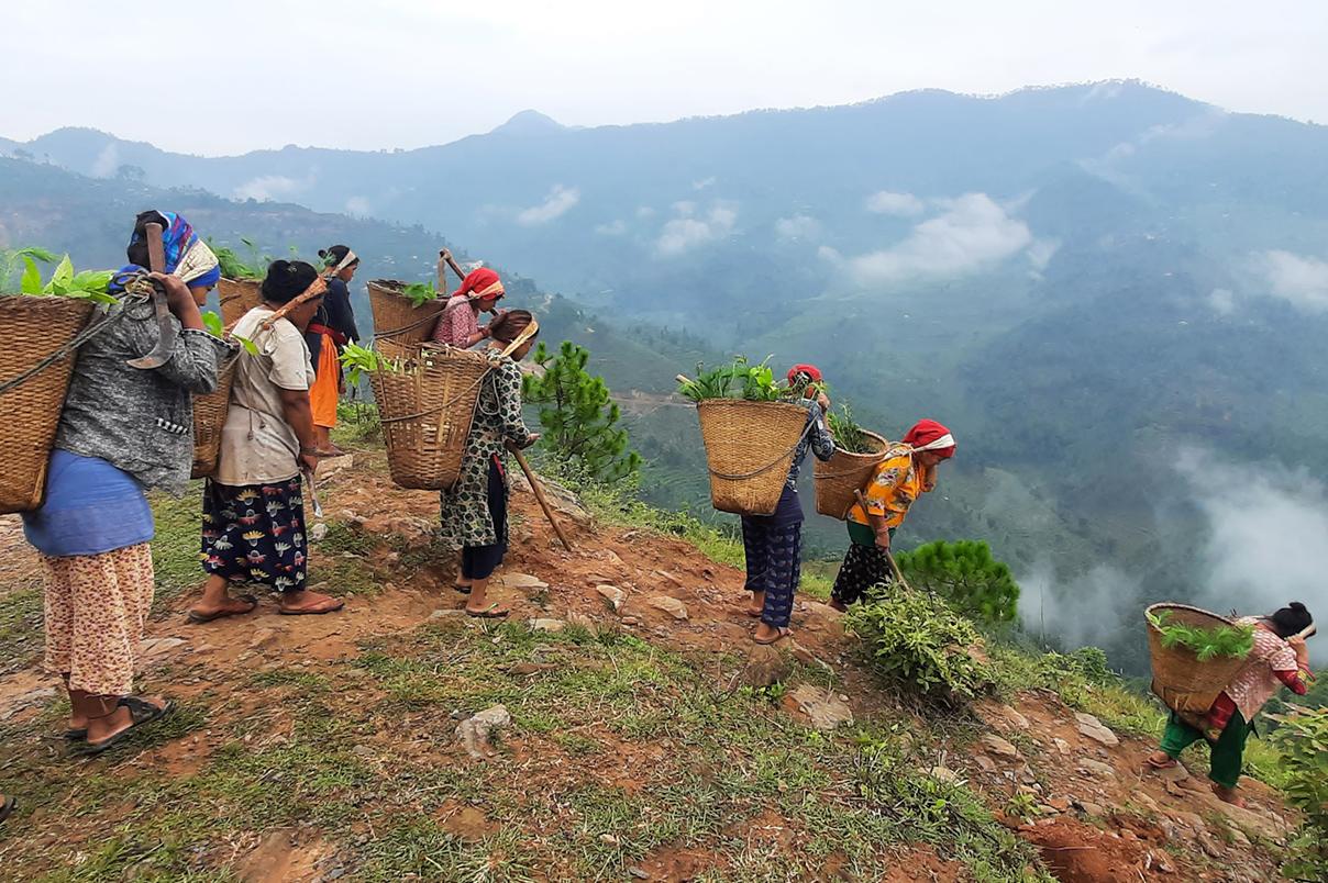 Sustainable Forest Management & Development Measures